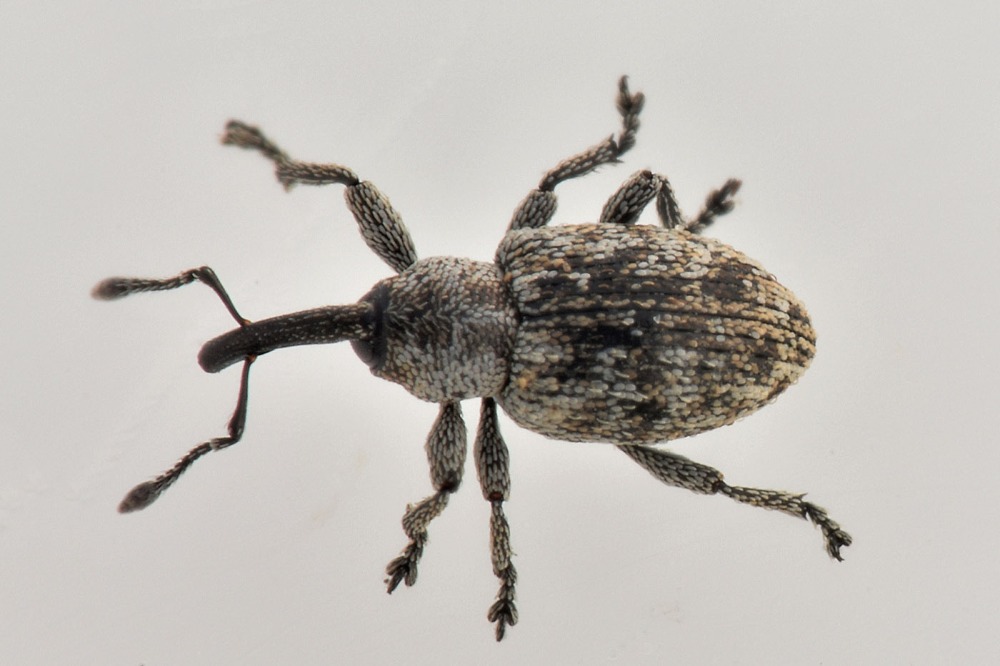 Curculionidae: Smicronyx sp.?  S, Smicronyx jungermanniae